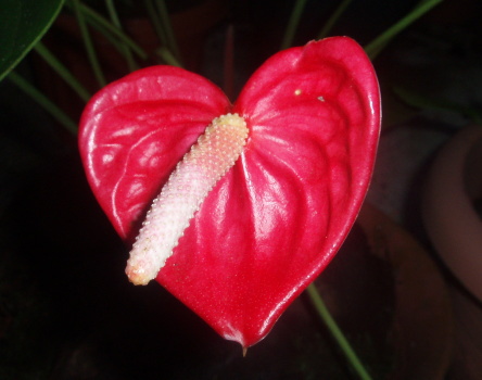 Anthurium