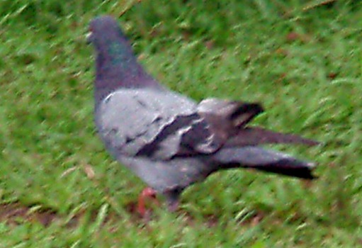 pigeon