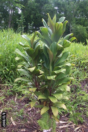 dinhng cordyline fruticosa