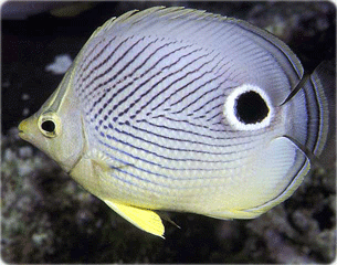 butterflyfish (56K)