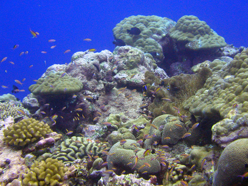 kosrae_reef (163K)