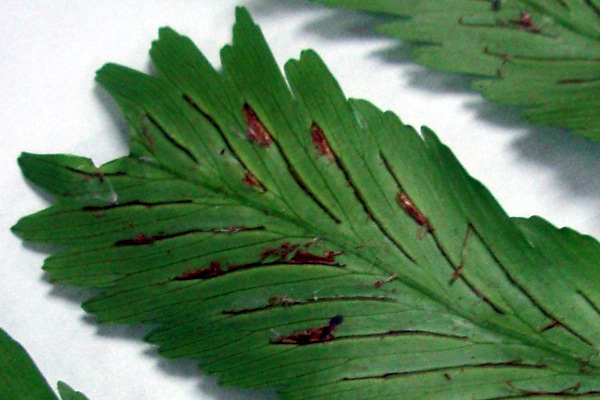 Asplenium pellucidum (tentative)