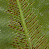 Asplenium nidus