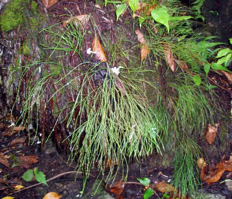 Psilotum nudum