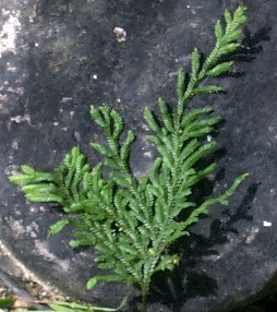 selaginella04.jpg (31742 bytes)