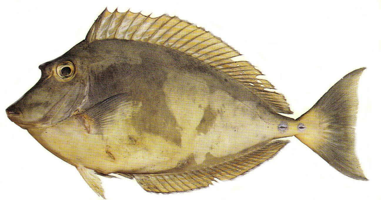 Bluespine Unicornfish