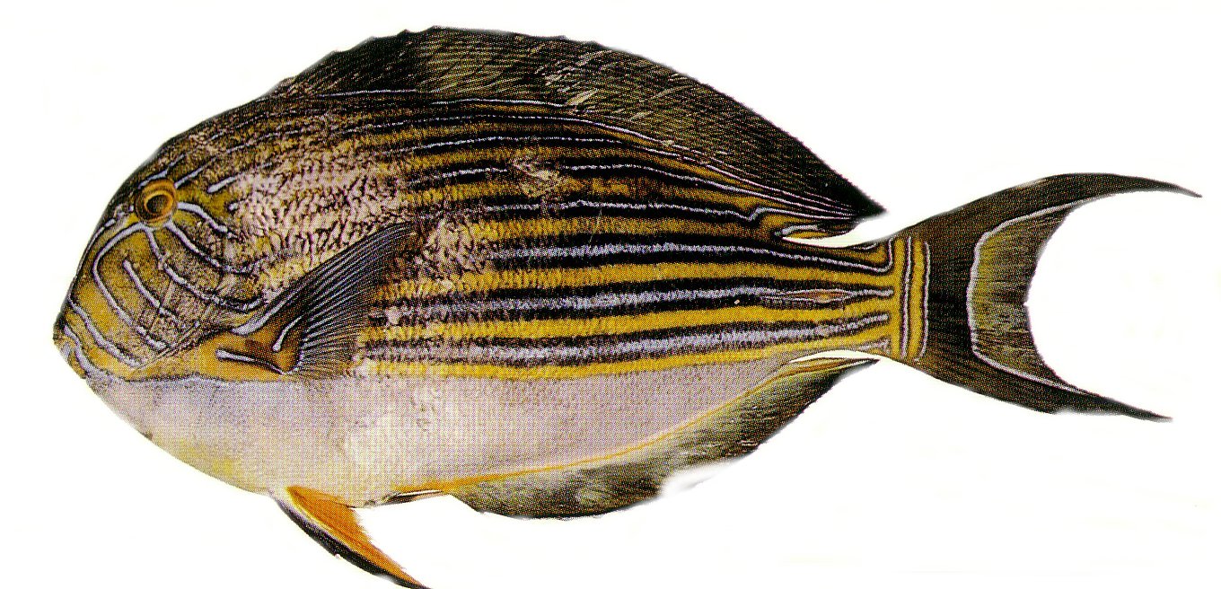 Bluebanded Surgeonfish