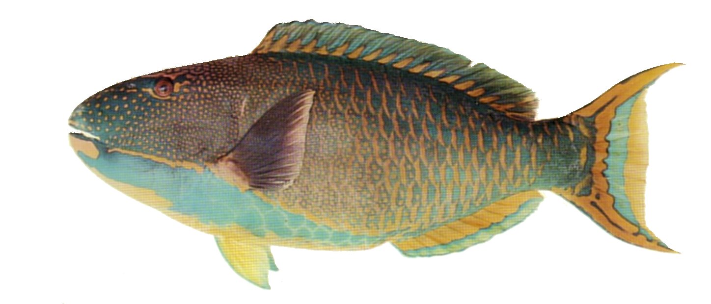 Bicolor Parrotfish