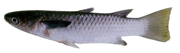 Yellowtail Mullet