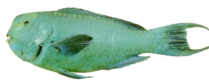 Tan-faced Parrotfish