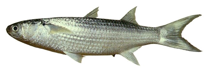 Bluespot Mullet