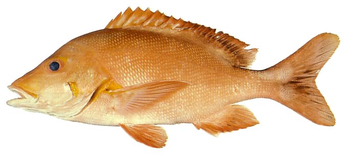 Humpback Snapper