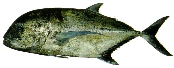 Giant Trevally