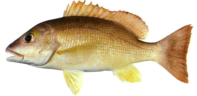 Flametail Snapper