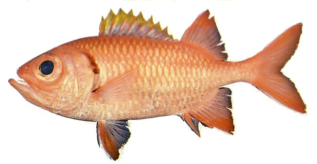 Bigscale Soldierfish