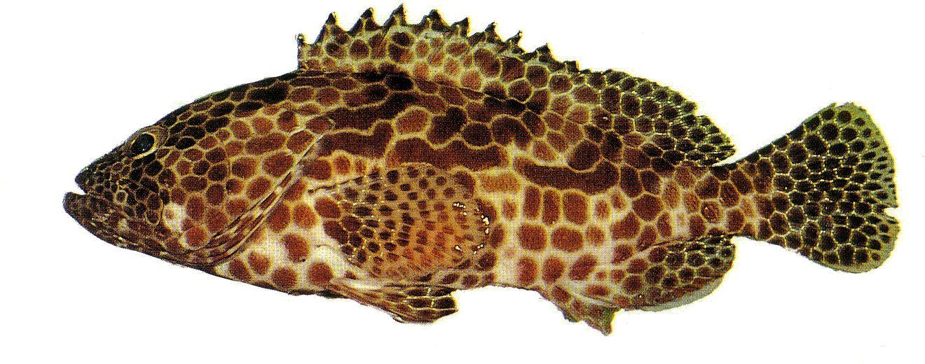 Honeycomb Grouper