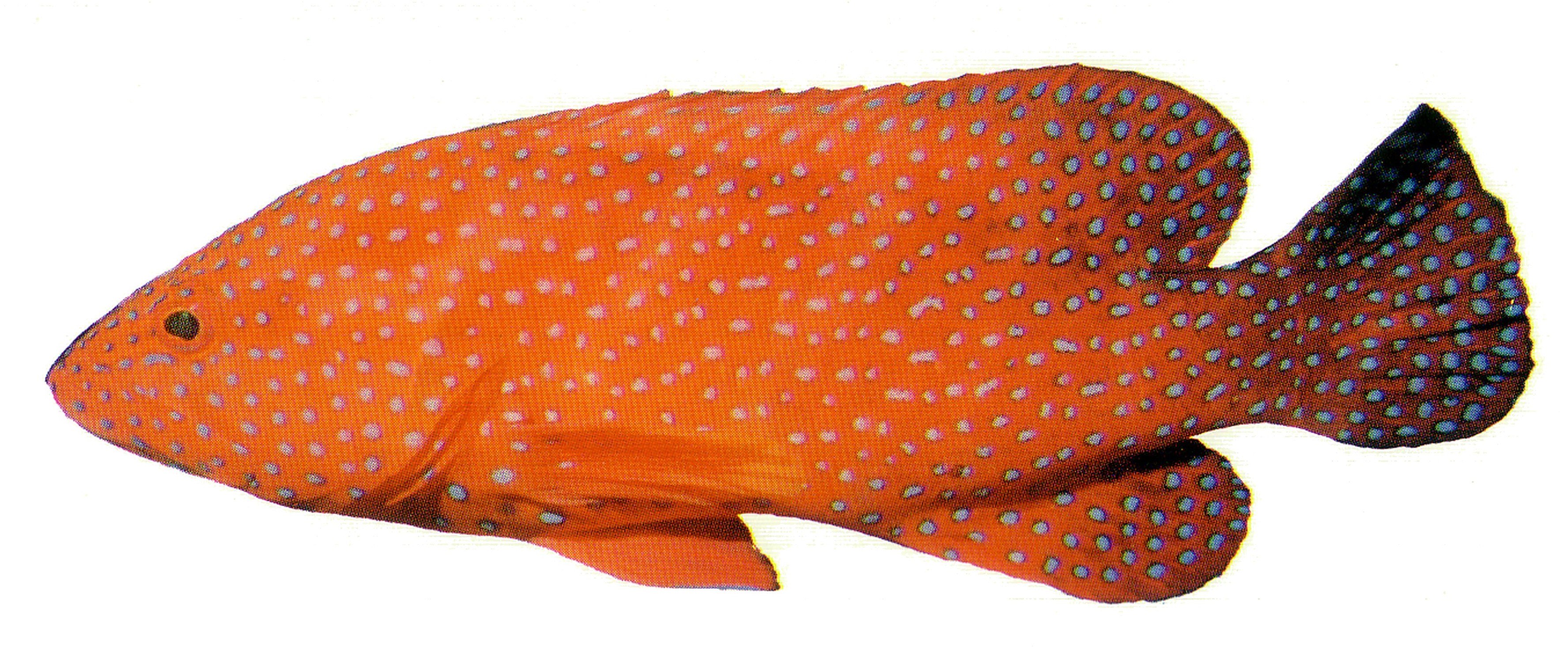 Coral Grouper