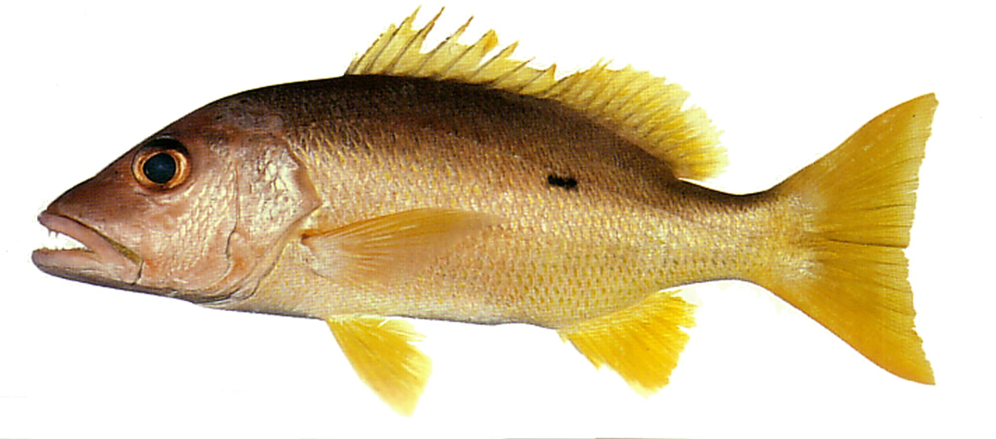 OnespotGgrouper