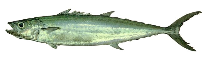 Double-lined Mackerel