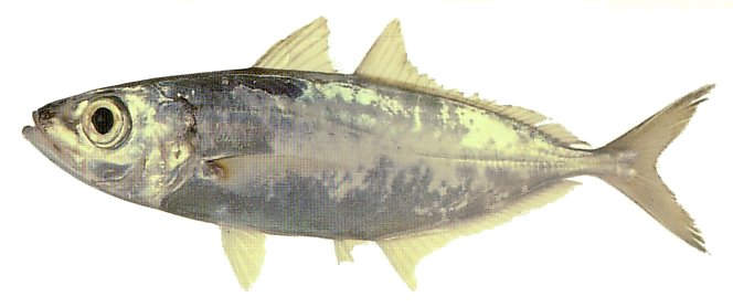 Bigeye Scad