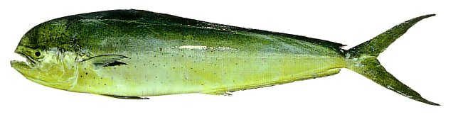 Mahimahi, female