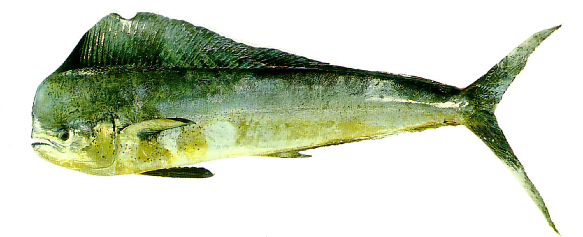 Mahimahi, male