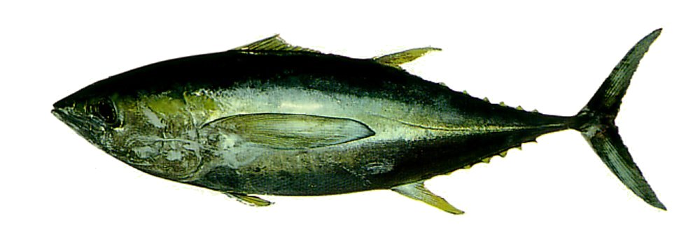 Yellowfin Tuna