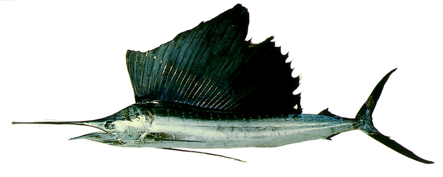 Sailfish