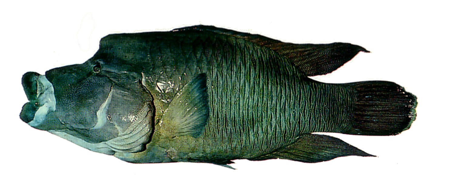 Humphead Wrasse