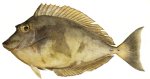 Bluespine unicornfish