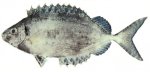 Forktial rabbitfish