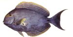 Yellowfin surgeonfish