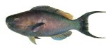 redlip parrotfish