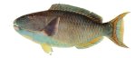 Bicolor parrotfish