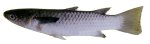 Yellowtail mullet