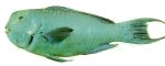 Tan-faced parrotfish