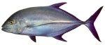 Bluefin trevally