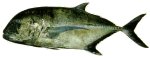 Giant trevally