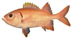 Bigscale soldierfish