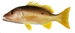 Onespot grouper