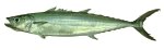 Double-lined mackerel