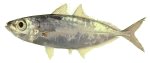 Bigeye scad