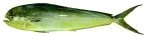 Mahimahi