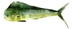 Mahimahi