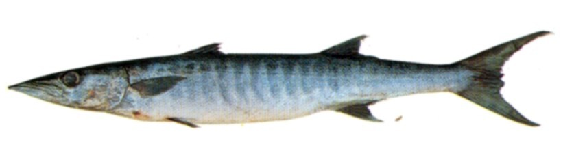 Blackfin Barracuda