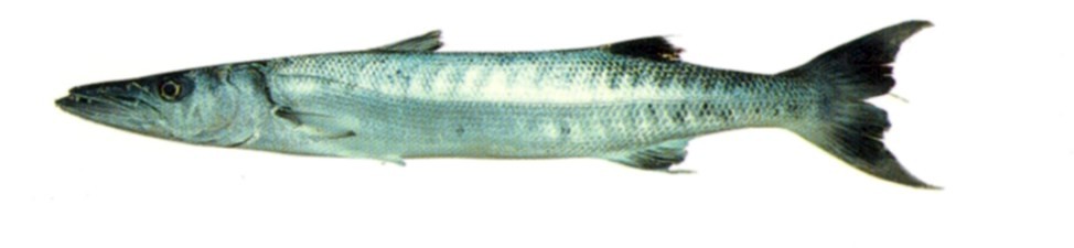 Great Barracuda