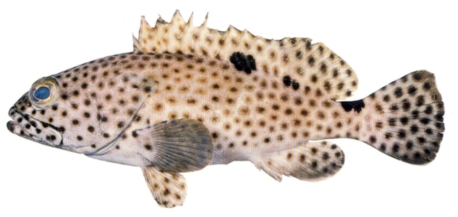 Black-spotted Grouper