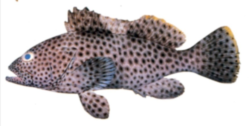 Highfin Grouper