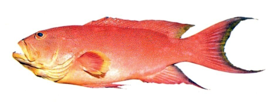 Lyretail Grouper