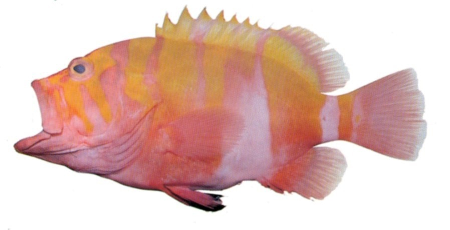 Yellow-banded Grouper